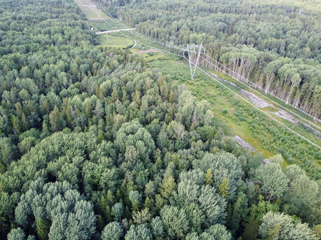 Trees encroaching on power lines