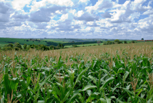 Teren Inspection in Midwest Farmland